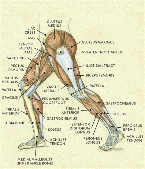 Muscles Of The Leg And Foot Classic Human Anatomy In Motion The