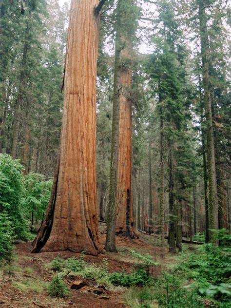 Sequoia Forest Sequoia National Park California