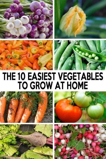 The 10 Easiest Vegetables To Grow At Home Here Are Some Crops That