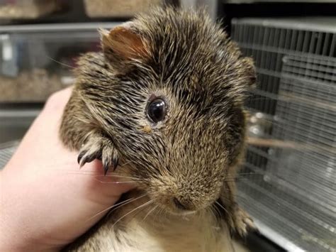 Video Guinea Pigs From Petsmart Hell Now Get Endless Tlc Peta