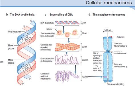 Dna Relationship To Human Chromosomes Medical Estudy
