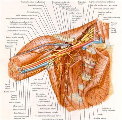 It is an important cause of anterior shoulder pain and it is usually seen in association with other shoulder pathologies, such as rotator cuff tears and shoulder impingement. Conjoined Tendon Shoulder Anatomy - Chiropractor in ...