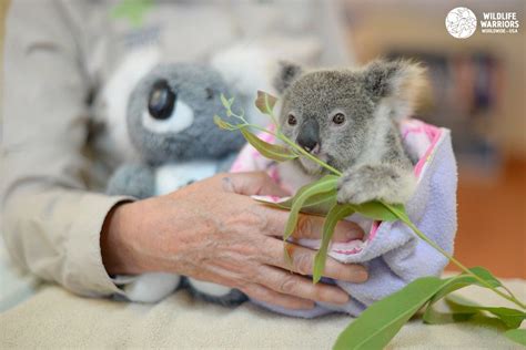 Wildlife Warriors Koala Bear Koala Wildlife