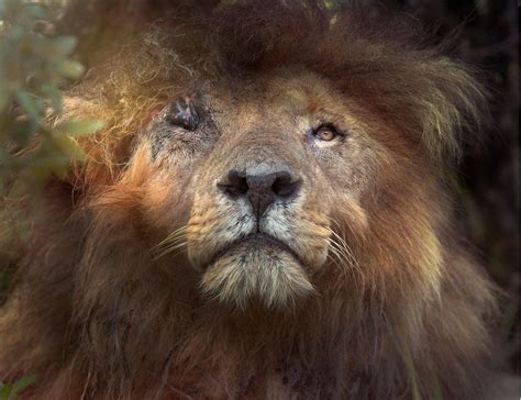 Protecting The Last Wild Lions In Africa Bbc News