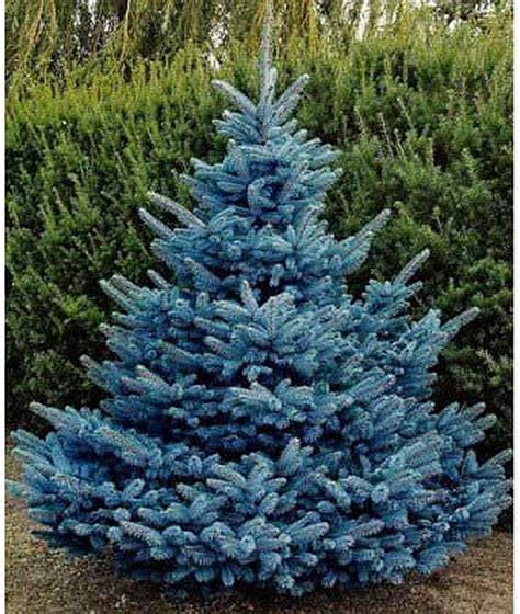 Buy Blue Spruce Seeds For Planting 30 Seeds Colorado Blue Spruce