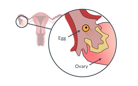 What Happens In Your Body During Ovulation