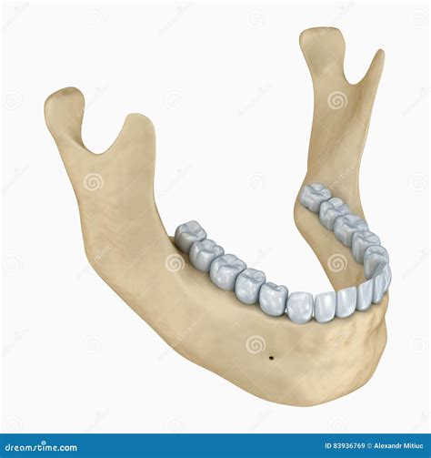 Lower Jaw Skeleton And Teeth Anatomy Royalty Free Illustration