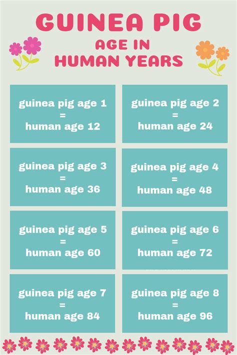 What Is The Average Lifespan Of A Guinea Pig Life Expectancy Life Cycle