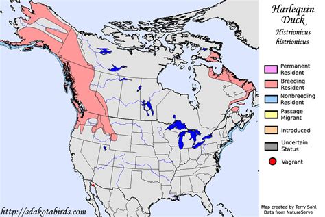 Harlequin Duck Species Range Map
