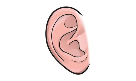 Ear Outline Png