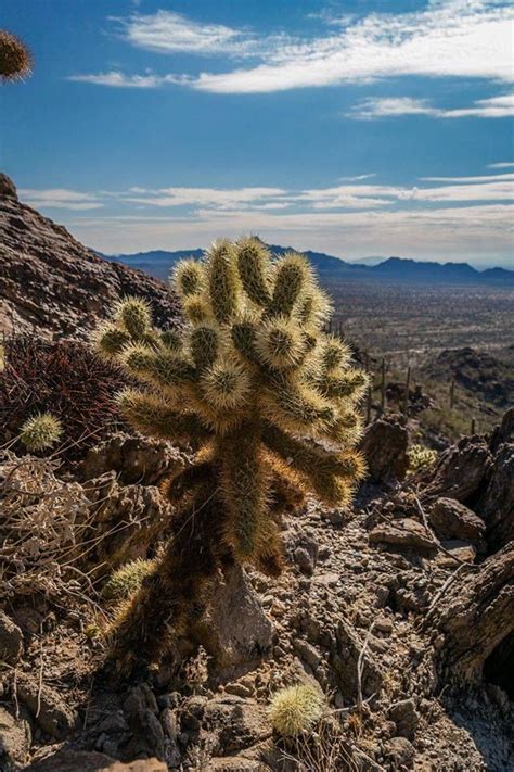 Cholla Cactus Aka Jumping Cactus Sierra Estrella Wilderness Sw Of