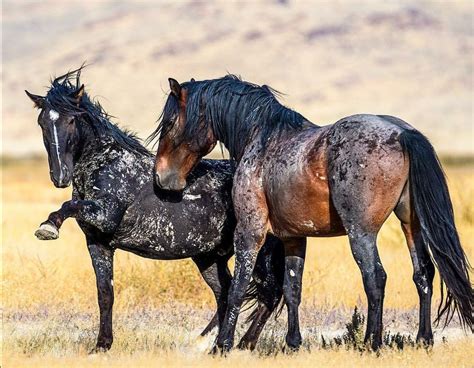 Colts Displaying Dominance Wild Horses Horse Markings Mustang Horse