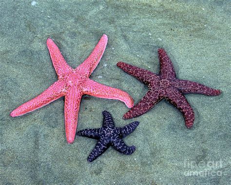 Colorful Starfish Photograph By Crystal Garner Fine Art America