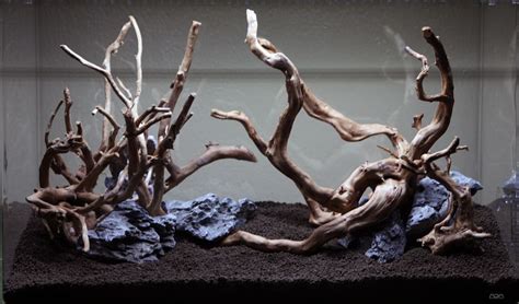 Aquascaping Season Is Officially Here This Time Around A Driftwood