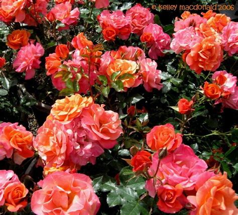 Plantfiles Pictures Floribunda Rose Disneyland Rose Rosa By Kell