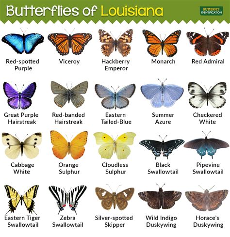 Types Of Butterflies In Louisiana