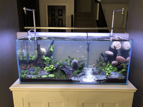 We did not find results for: First Planted Tank (River rocks will be removed once ...