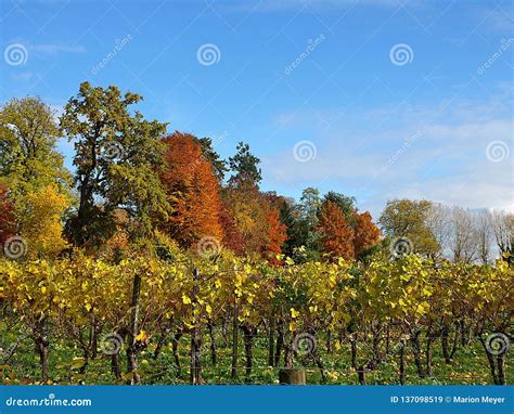 Beautiful Vineyard With Colorful Trees In Autumn Stock Image Image Of