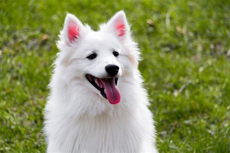 Eskomo Dog American Eskimo Dog A Comprehensive Guide To Owning And