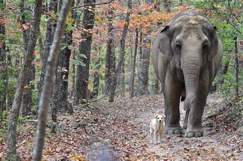 The Elephant Sanctuary Hohenwald Tennessee Elephant Sanctuary
