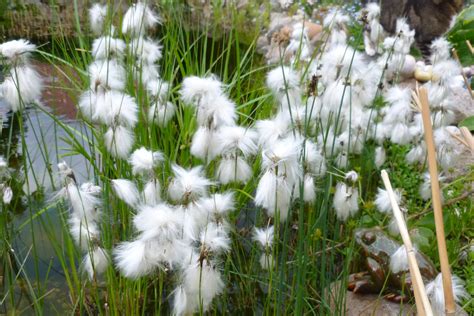 Eriophorum Angustifolium Cotton Grass Bog Cotton Scirpus