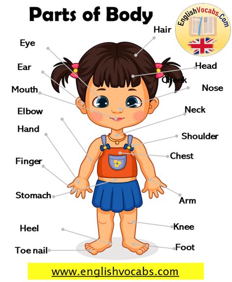 Parts Of Body Names And Expressions Organs In The Body English Vocabs