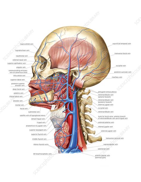 Venous System Of The Head And Neck Stock Image C0212129 Science