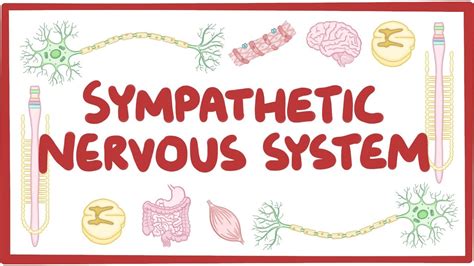 It prepares the body to meet the challenges of a demanding circumstance while inhibiting essential body functions—such as digestion—that are a lower priority at. Sympathetic nervous system - Osmosis Video Library