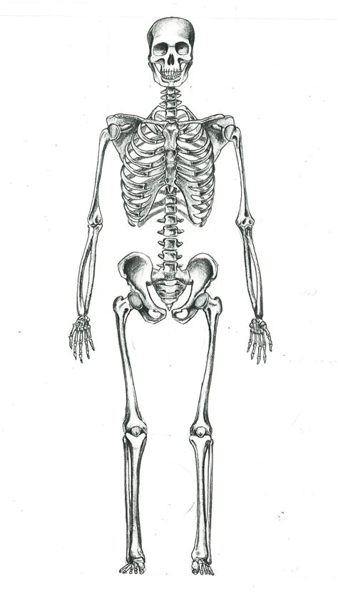 Human Skeleton Skeleton Drawings Skeleton Anatomy Hum Vrogue Co