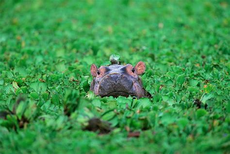 Baby Hippo Stock Photos Pictures And Royalty Free Images Istock