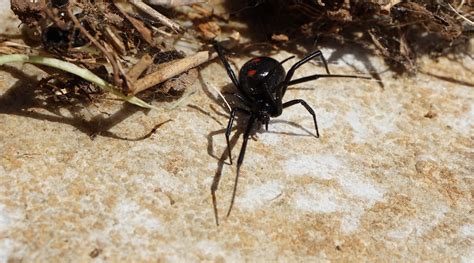 Poisonous Spiders In Louisiana With Pictures Extermatrim