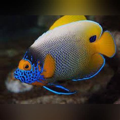 Blueface Angelfish —