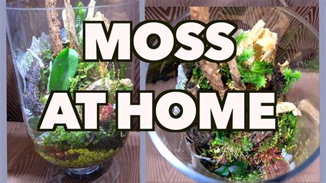 How To Grow And Propagate Moss Youtube