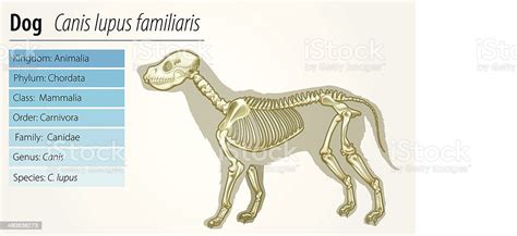 Canis Lupus Familiaris Skeleton Stock Illustration Download Image Now