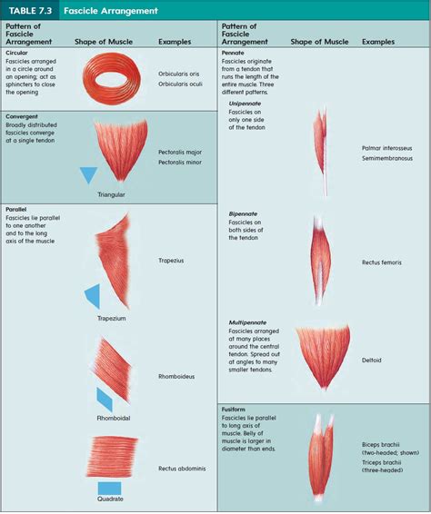 Some of the names of your muscles are your bicepts, tricepts, forcepts, and quadracepts. Nomenclature - Skeletal Muscle Anatomy