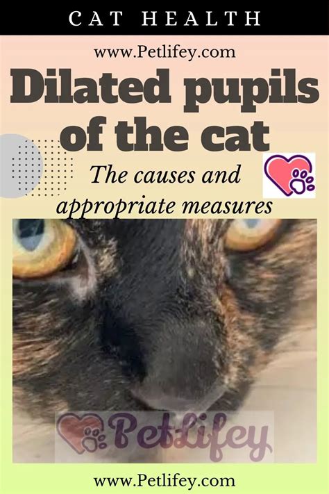 Dilated Pupils Of The Cat The Causes And Appropriate Measures Pet Lifey