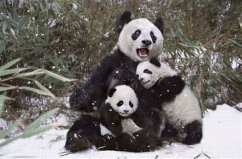 Red Baby Pandas Playing In Snow