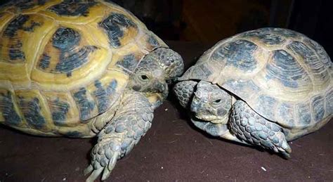 How To Tell If A Russian Tortoise Is Male Or Female Pictures
