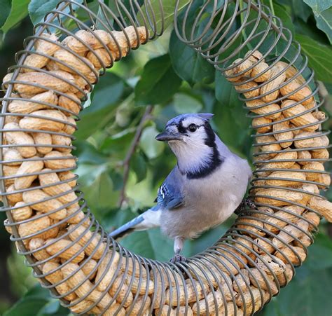 9 Types Of Bird Feeders You Need In Your Backyard