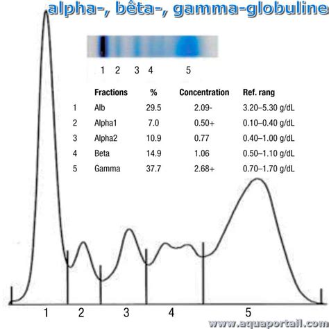 Alphaglobuline Définition Et Explications