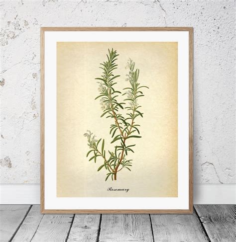Herbs Vintage Botanical Prints Rosemary Peppermint Thyme Etsy