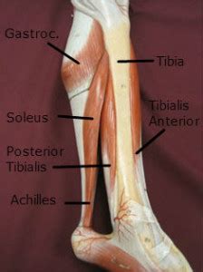 Both tendons and ligaments are dense regular connective tissue, because of its two properties: Posterior Tibialis Shin Splin Running Pain Sioux City