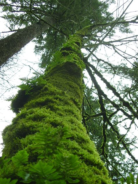 Portland Oregon Tree Moss