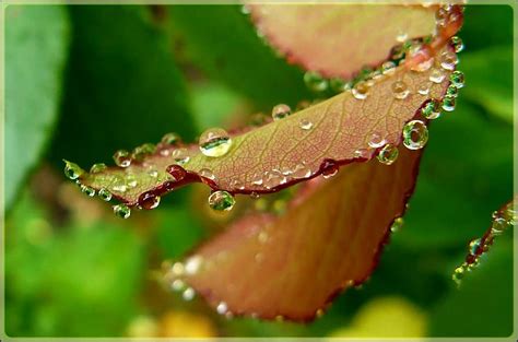 Drip Drop Of Water Close Up Green Nature Raindrop Plant Macro