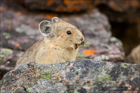 American Pika With Small Flower