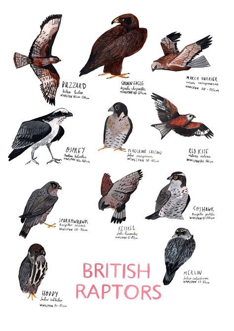 A3 British Raptors Poster Etsy Uk British Birds Of Prey British