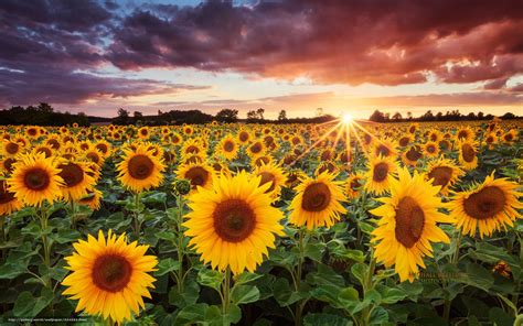 Descargar Gratis Girasoles Los Rayos Cielo Paisaje Fondos De