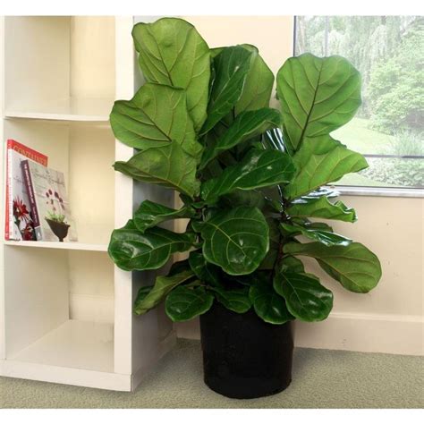 Costa Farms Ficus Lyrata Fiddle Leaf Fig Floor Plant In 925 In