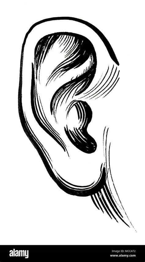 Ink Black And White Drawing Of A Human Ear Stock Photo Alamy