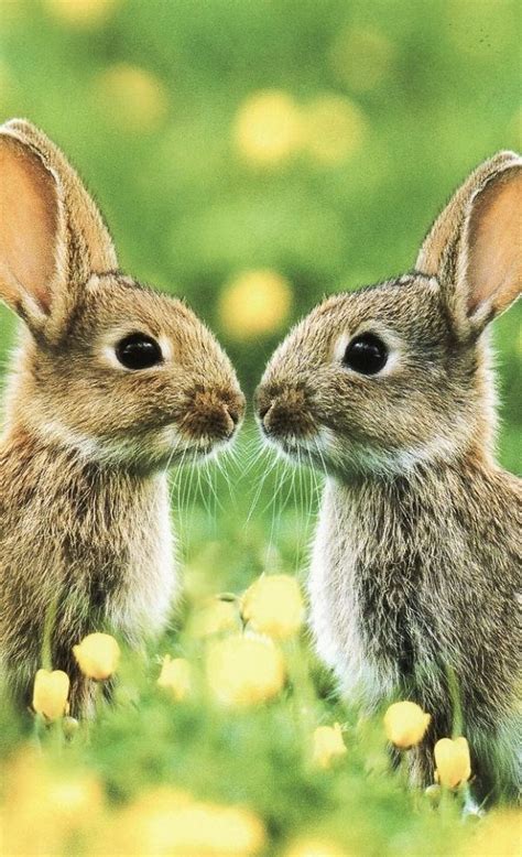 Bunny Kisses Cute Animals Baby Animals Animals Beautiful